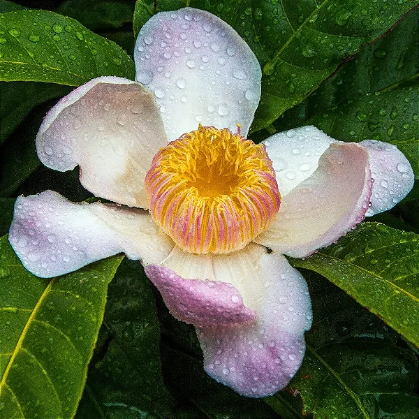 GENIPARANA (Gustavia augusta) - Muda com 60 cm