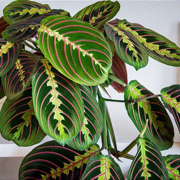 MARANTA BIGODE DE GATO (Maranta leuconeura var. erythroneura) - P15