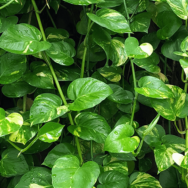 JIBÓIA VERDE (Epipremnum aureum) - C21