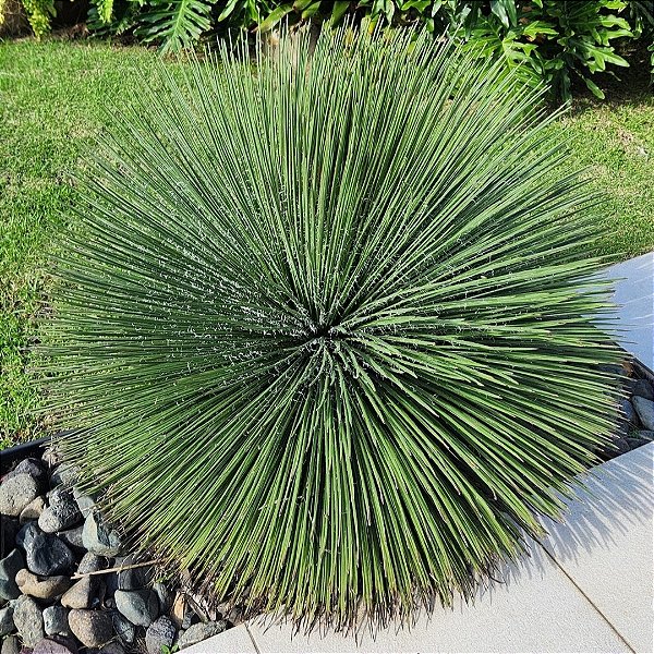 AGAVE PALITO (Agave geminiflora) - Muda com até 60 cm