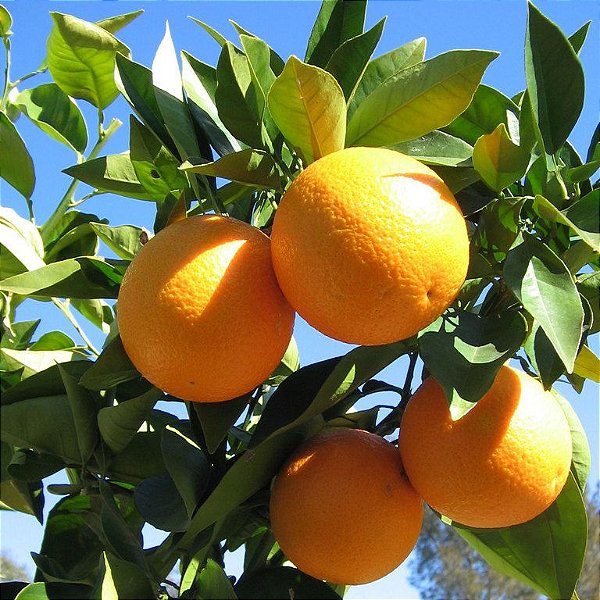 LARANJA VALÊNCIA (Citrus Sinensis) - Muda enxertada com até 1 metro