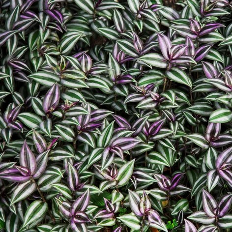 LAMBARI ZEBRINO (Tradescantia zebrina)