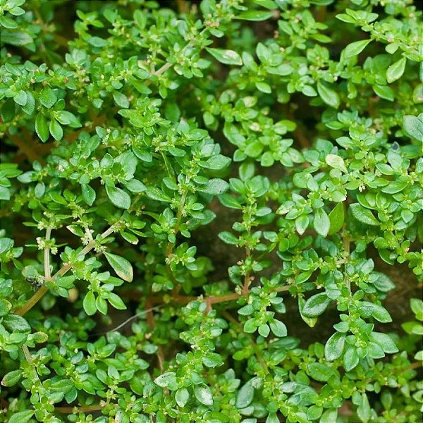 BRILHANTINA (Pilea microphylla)