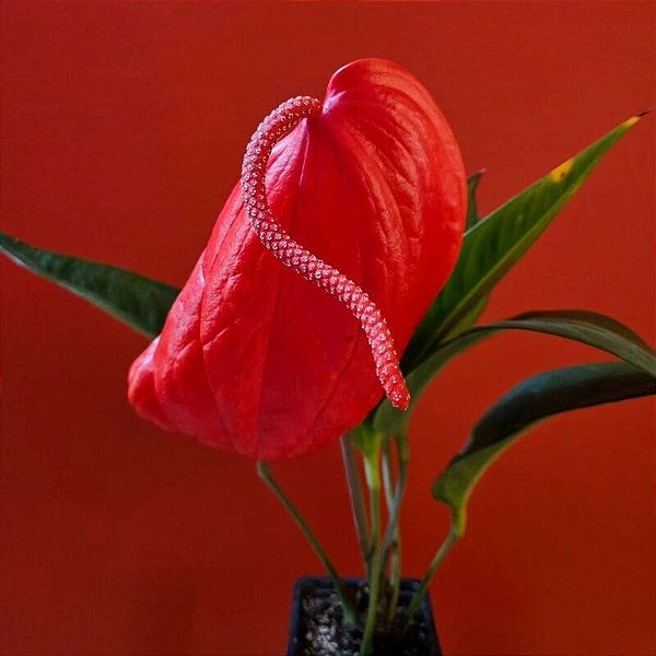 ANTÚRIO RABO DE PORCO (Anthurium scherzerianum) - P15