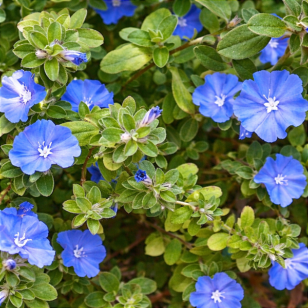 AZULZINHA (Evolvulus glomeratus)