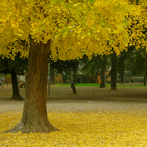 Ginkgo biloba - Muda com 20 cm