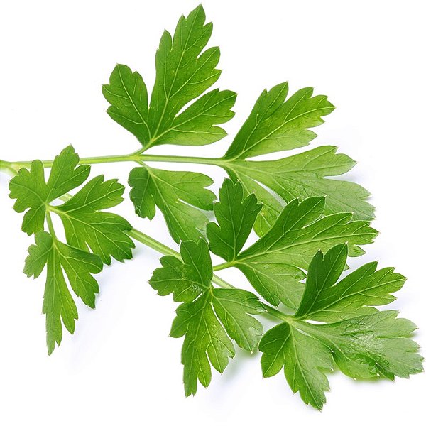 SALSÃO (Apium graveolens)