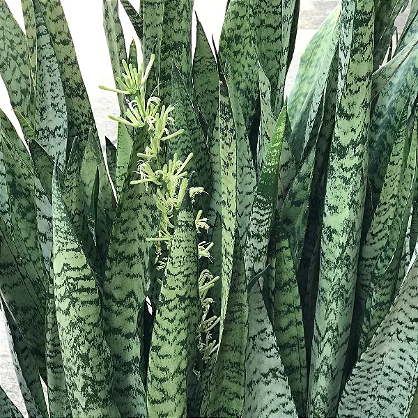 ESPADA DE SÃO JORGE VERDE (Sansevieria trifasciata) - P17