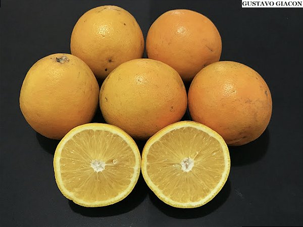 LARANJA BARÃO (Citrus Sinensis) - Muda enxertada com até 1 metro