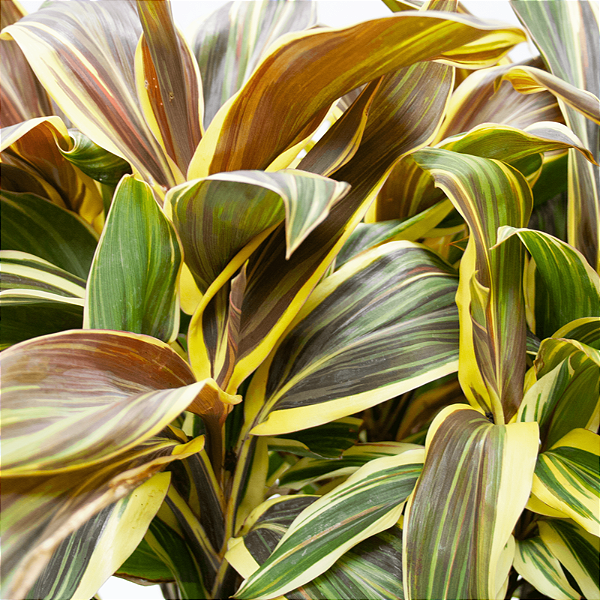 DRACENA CREME (Cordyline fruticosa "Chocolate Queen") - Muda com até 1 metro