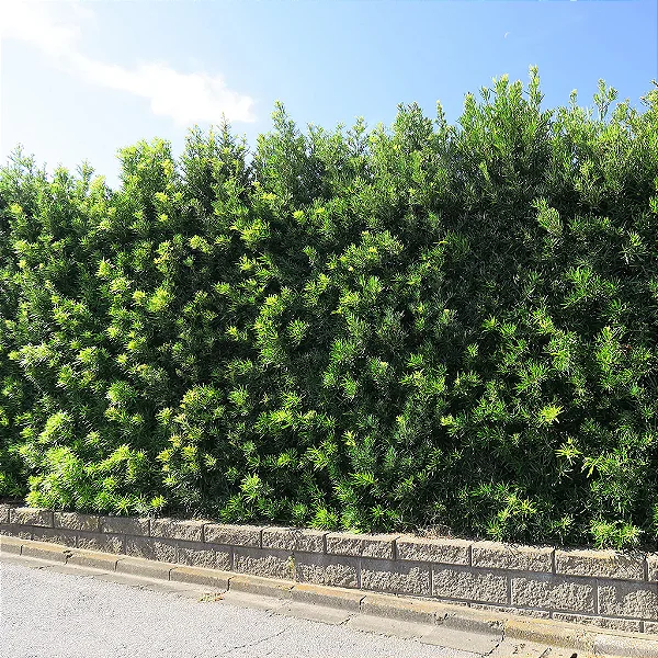 PODOCARPO (Podocarpus macrophyllus) - Muda com até 60 cm