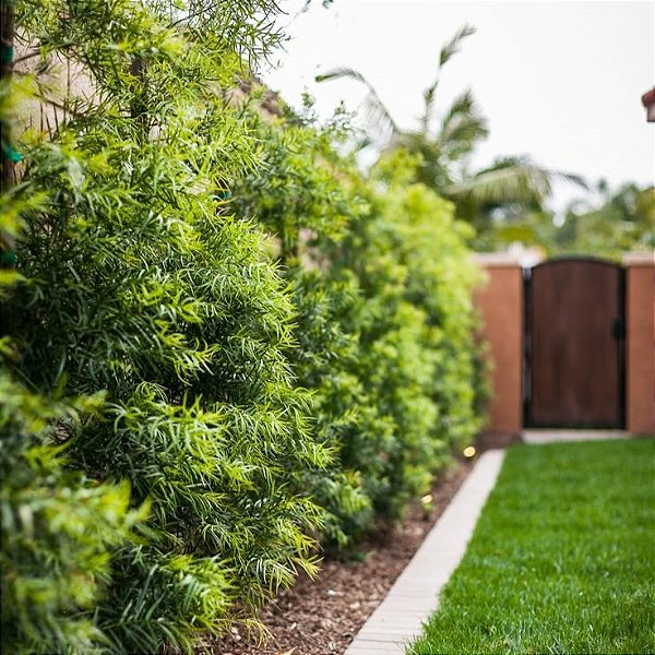 PODOCARPO (Podocarpus macrophyllus) - Muda com 60 cm