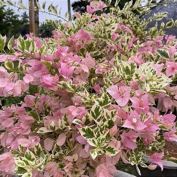 PRIMAVERA VARIEGATA ROSA ou LILÁS (Bougainvillea variegata) - Muda com até 1 metro