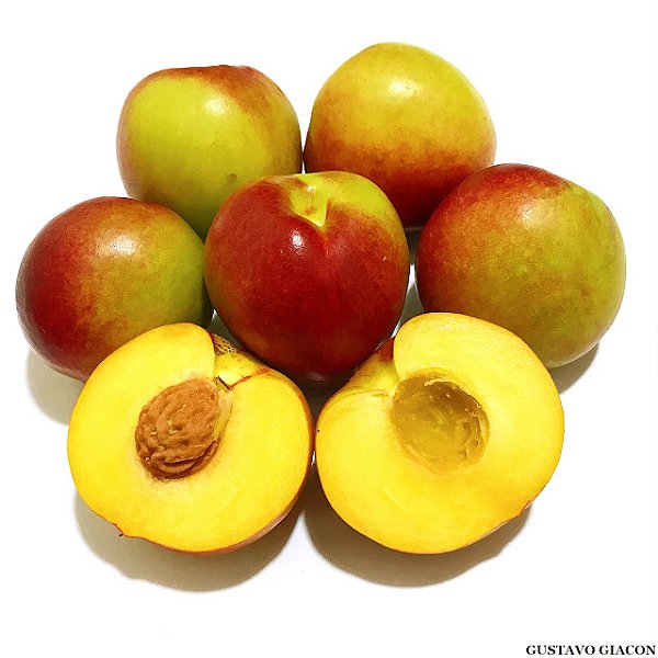 NECTARINA (Prunus persica var. nucipersica) - Muda enxertada com até 1 metro