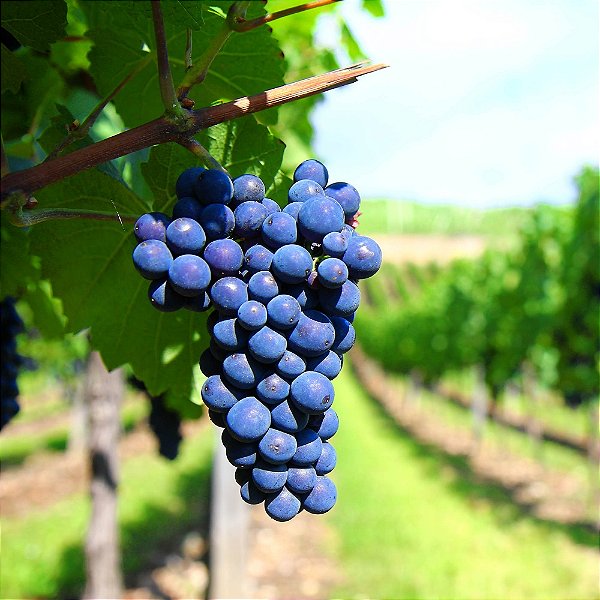 UVA BORDÔ (Vitis labrusca) - Muda enxertada com até 1 metro