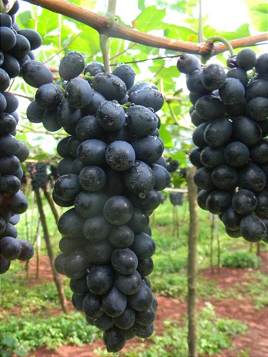 UVA BRS VITÓRIA SEM SEMENTE (Vitis vinifera L) - Muda enxertada com até 1 metro
