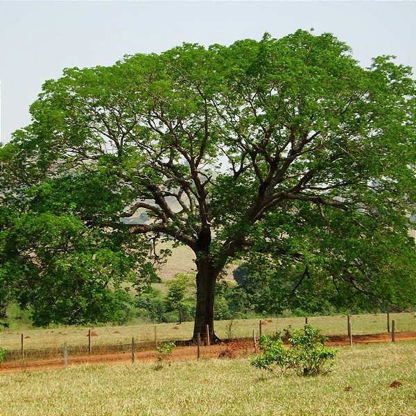 TAMBORIL (Enterolobium contortisiliquum) - Muda com até 1 metro