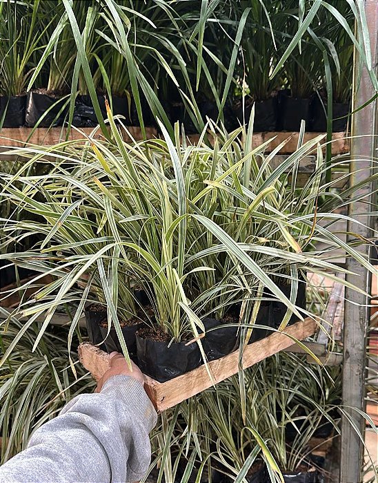 LIRIOPE VARIEGATA (Liriope muscari 'Variegata')