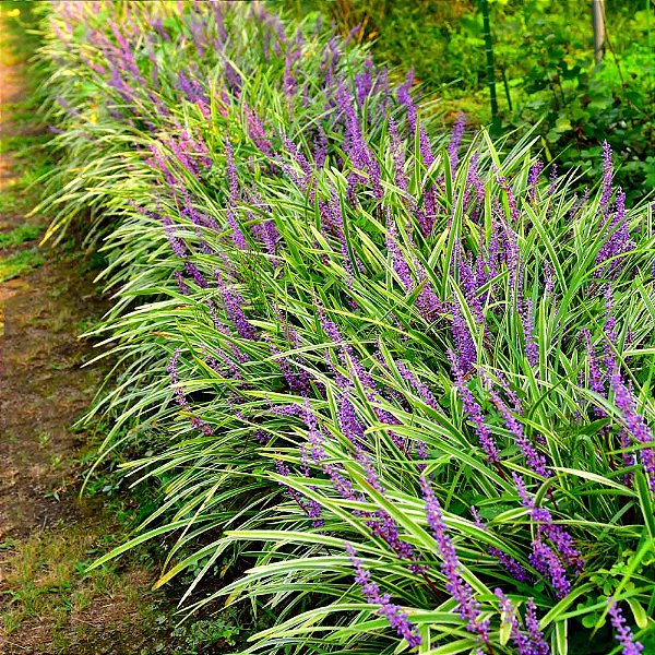 LIRIOPE VARIEGATA (Liriope muscari 'Variegata')