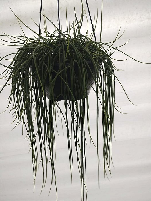 CACTO MACARRÃO (Rhipsalis baccifera) - Cuia 21