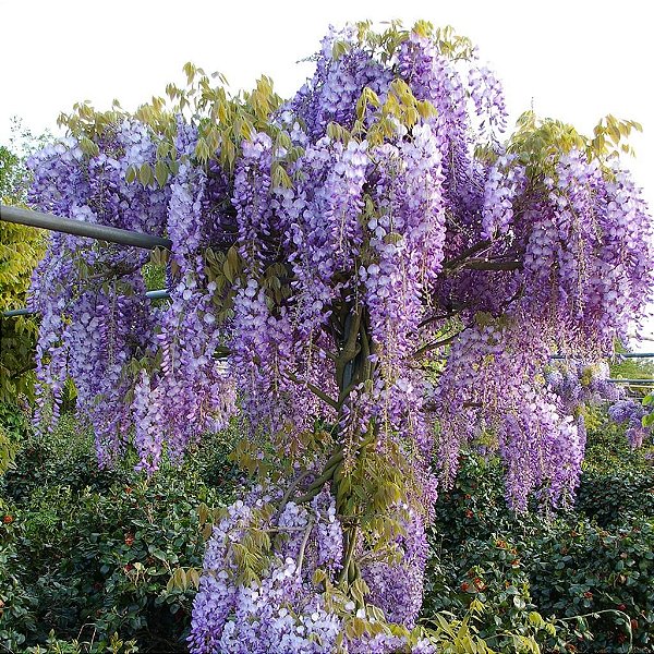 GLICÍNIA (Wisteriafloribunda) - Muda com até 70 cm