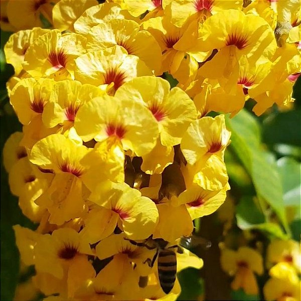 ALDRAGO ou PAU SANGUE (Pterocarpus violaceus) - Muda com até 70 cm