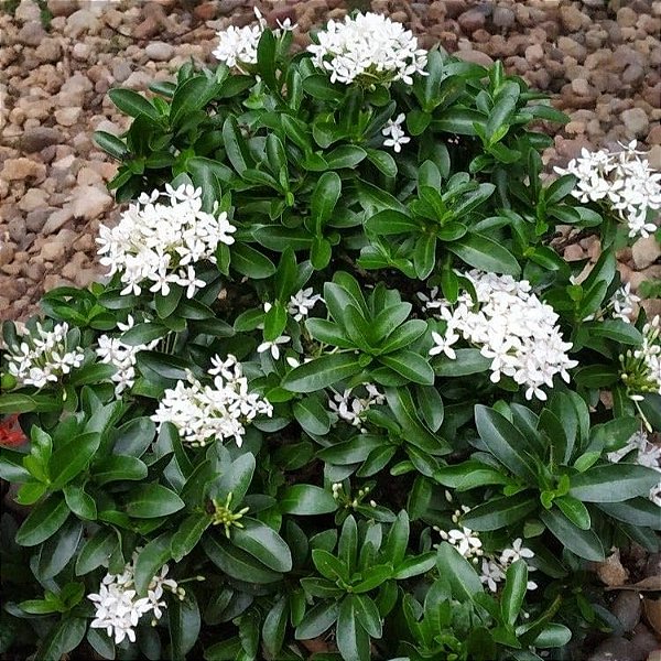 MINI IXÓRA BRANCA (Ixora coccinea 'compacta')