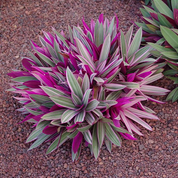 ABACAXI ROSA (Tradescantia spathacea) - P11