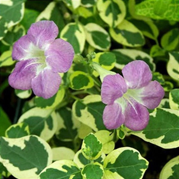 ASSISTÁCIA VARIEGATA (Asystasia gangetica var. 'Variegata')