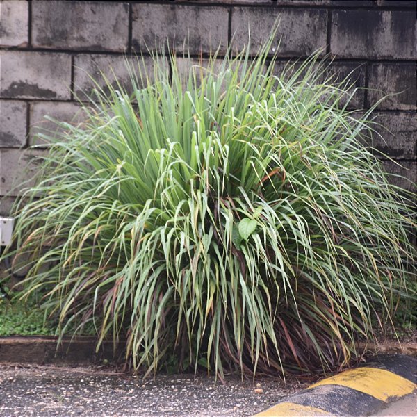 CITRONELA (Cymbopogon winterianus)