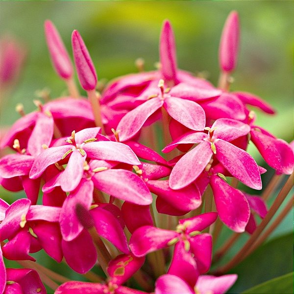 MINI IXORA ROSA (Ixora undulata)