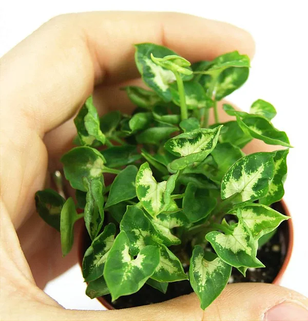 MINI SINGÔNIO (Syngonium mini pixie) - P11