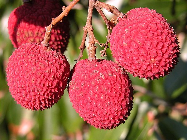 LICHIA KAWAII PINK (Litchi chinensis) - Muda de Alporquia com até 1 metro