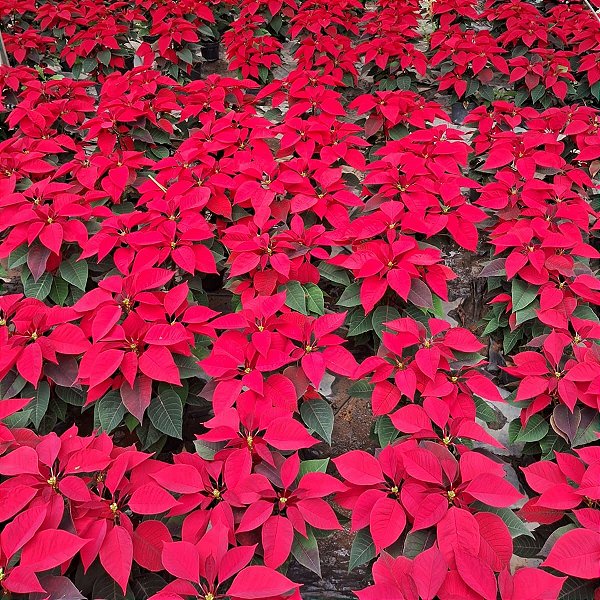 POINSÉTIA ou BICO DE PAPAGAIO (Euphorbia pulcherrima) - P15