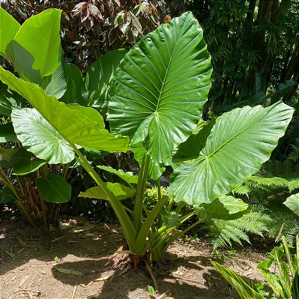 ORELHA DE ELEFANTE (Alocasia macrorrhizos) - Muda com 60 a 70 cm