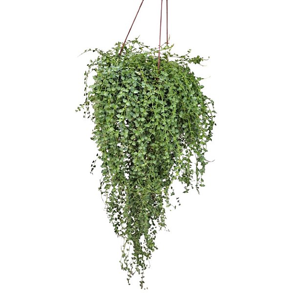 MIL CORAÇÕES (Dischidia ruscifolia 'Million Hearts') - C21