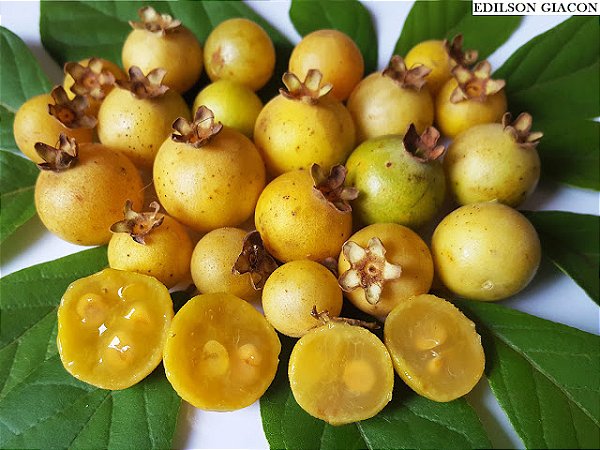GABIROBA DO CERRADO (Campomanesia adamantium) - Muda com até 40 cm