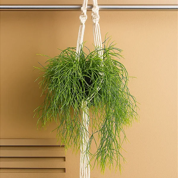 CACTO MACARRÃO (Rhipsalis baccifera) - C21