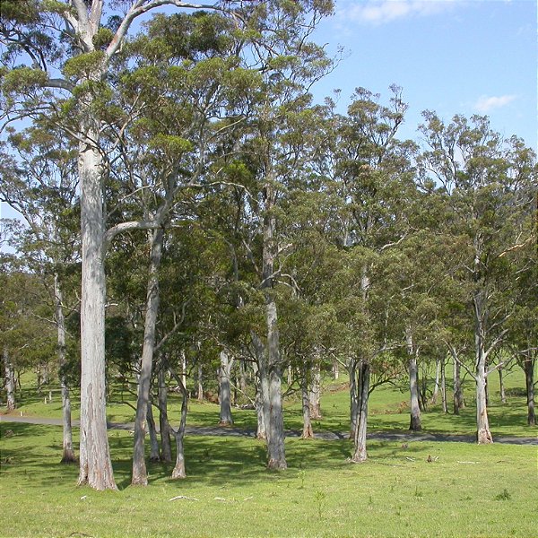 EUCALIPTO SALIGNA (Eucalyptus saligna) - Muda de Tubete