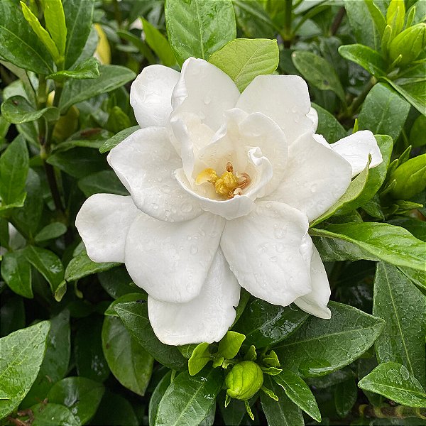 MINI GARDÊNIA (Gardenia augusta) - Muda com até 30 cm