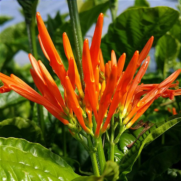 JUSTICIA LARANJA (Justicia spicigera) - Muda com até 60 cm