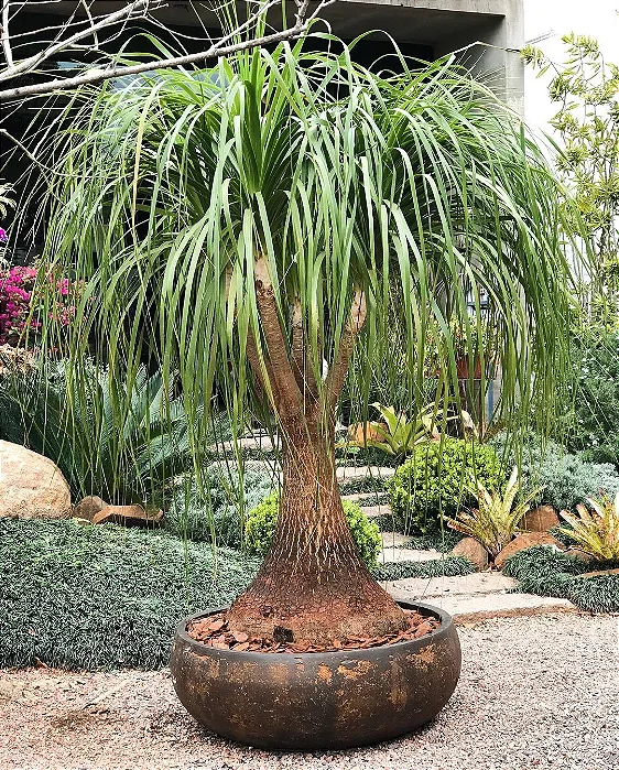 PATA DE ELEFANTE (Beaucarnea recurvata)