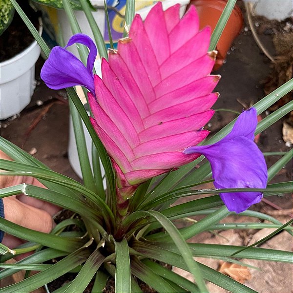 TILLANDSIA (Tillandsia cynea) - P12