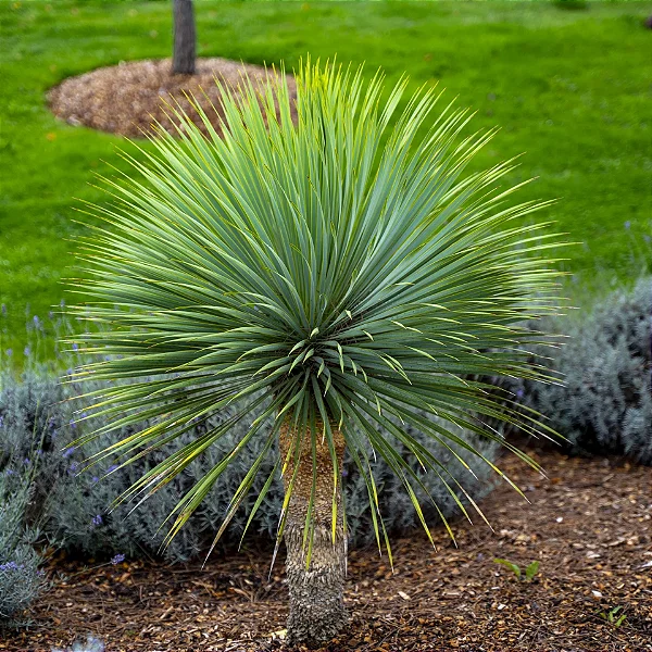 Yucca Rostrata - Muda com 40 cm