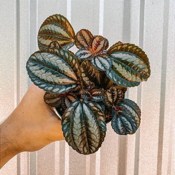 ASA DE ANJO (Pilea spruceana) - C13