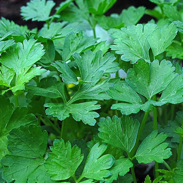 SALSA ou SALSINHA (Petroselinum crispum) - P11