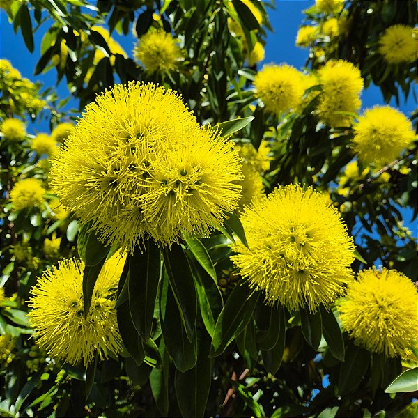PENDA DOURADA ou XANTOSTEMON (Xanthostemon chrysanthus) - Muda com até 1 metro