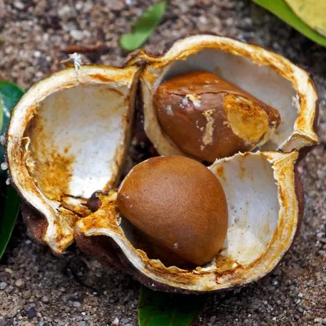 ANDIROBA (Carapa Guianensis) - Muda com até 80 cm