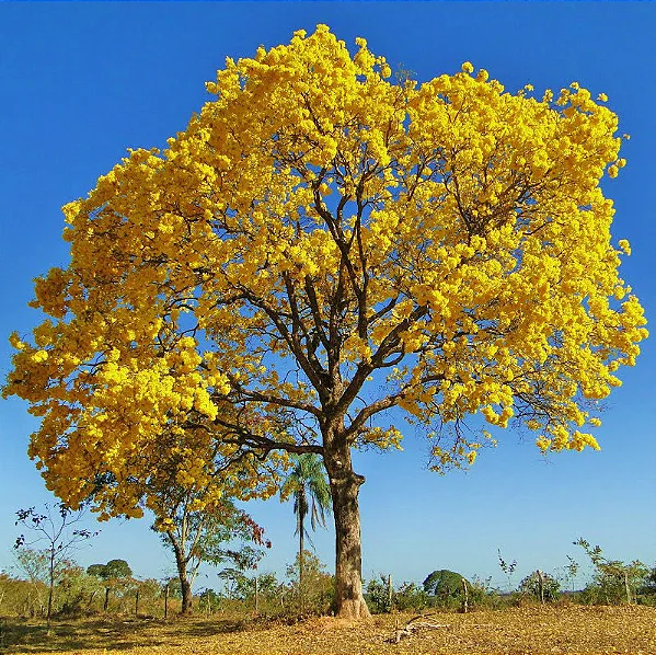 IPÊ AMARELO (Handroanthus albus) - SEMENTES