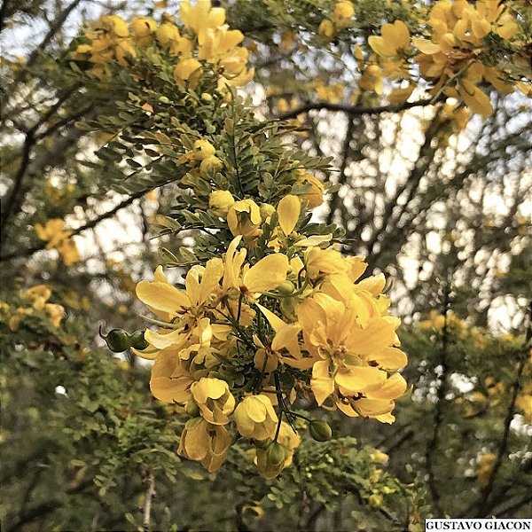 CÁSSIA BAIANA (Senna polyphylla) - Muda com até 70 cm